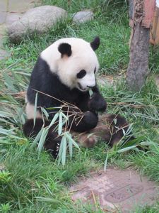 Day out to Panda centre (92)