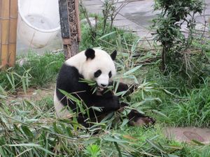 Day out to Panda centre (96)