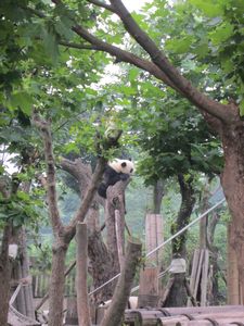 Day out to Panda centre (106)