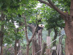 Day out to Panda centre (107)