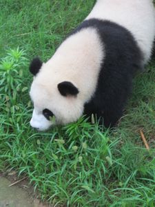 Day out to Panda centre (116)