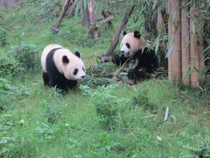 Day out to Panda centre (117)