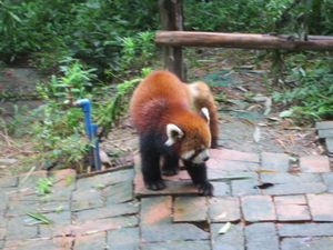 Day out to Panda centre (137)