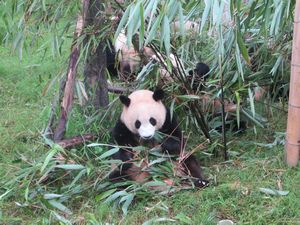 Day out to Panda centre (118)