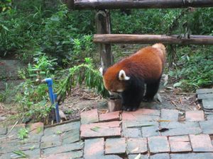 Day out to Panda centre (138)