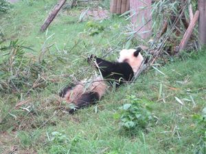 Day out to Panda centre (119)
