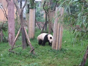 Day out to Panda centre (120)