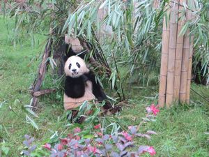 Day out to Panda centre (121)