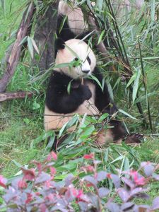 Day out to Panda centre (122)