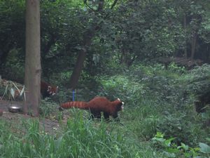 Day out to Panda centre (143)
