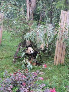 Day out to Panda centre (123)