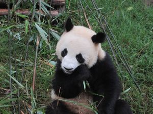 Day out to Panda centre (126)