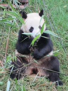 Day out to Panda centre (127)
