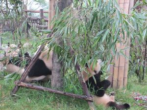 Day out to Panda centre (124)