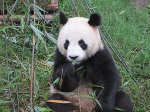 Day out to Panda centre (125)