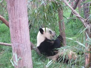 Day out to Panda centre (132)