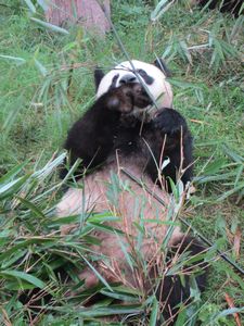 Day out to Panda centre (133)