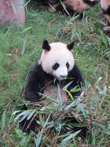 Day out to Panda centre (134)