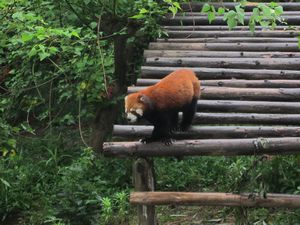 Day out to Panda centre (135)