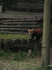 Day out to Panda centre (147)