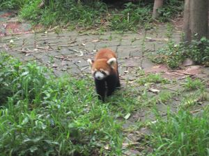 Day out to Panda centre (149)