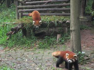 Day out to Panda centre (150)