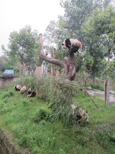 Day out to Panda centre (108)