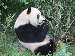Day out to Panda centre (101)