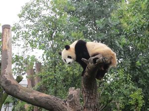 Day out to Panda centre (109)