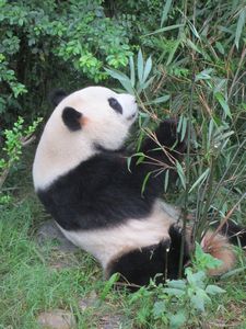 Day out to Panda centre (102)