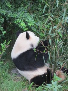 Day out to Panda centre (103)