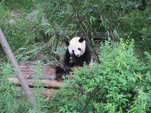 Day out to Panda centre (104)