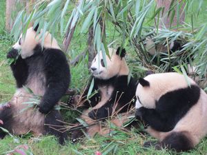 Day out to Panda centre (112)