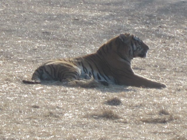 Siberian Tiger Park (96)