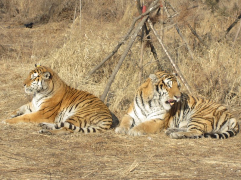 Siberian Tiger Park (97)