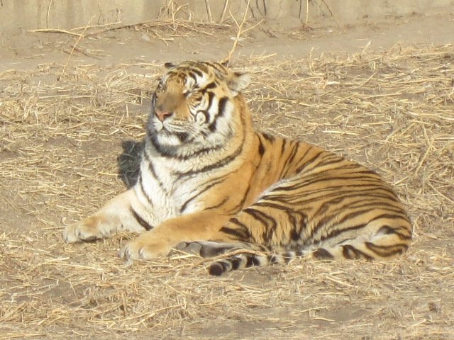 Siberian Tiger Park (98)