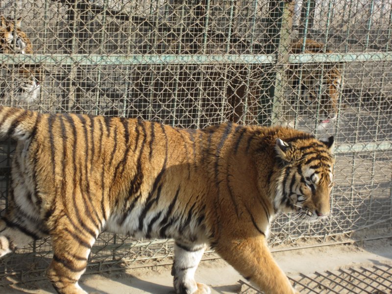 Siberian Tiger Park (27)