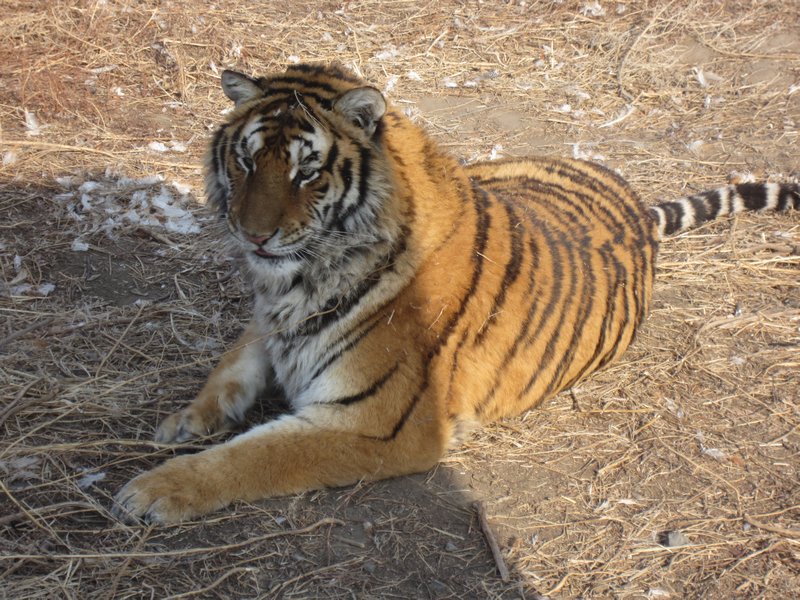 Siberian Tiger Park (31)