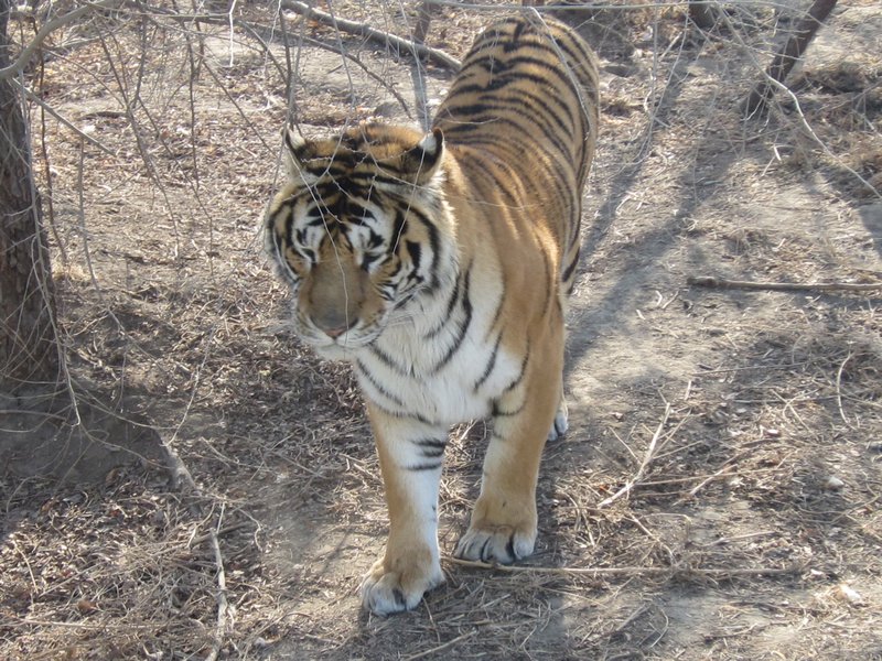 Siberian Tiger Park (99)