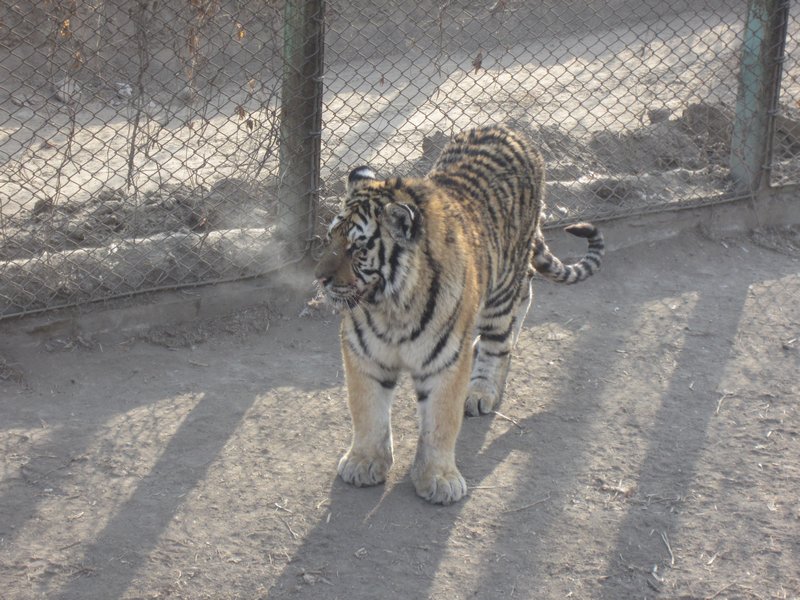 Siberian Tiger Park (55)
