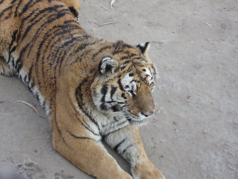 Siberian Tiger Park (58)