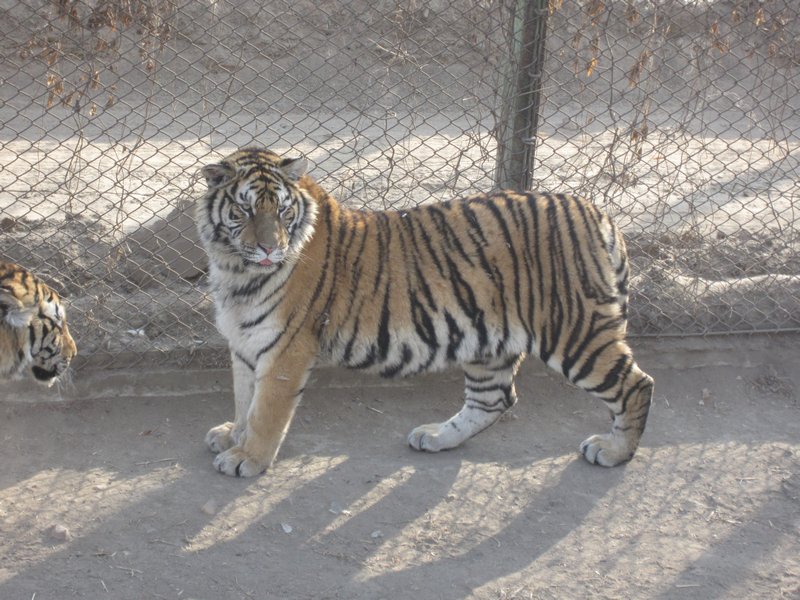 Siberian Tiger Park (53)