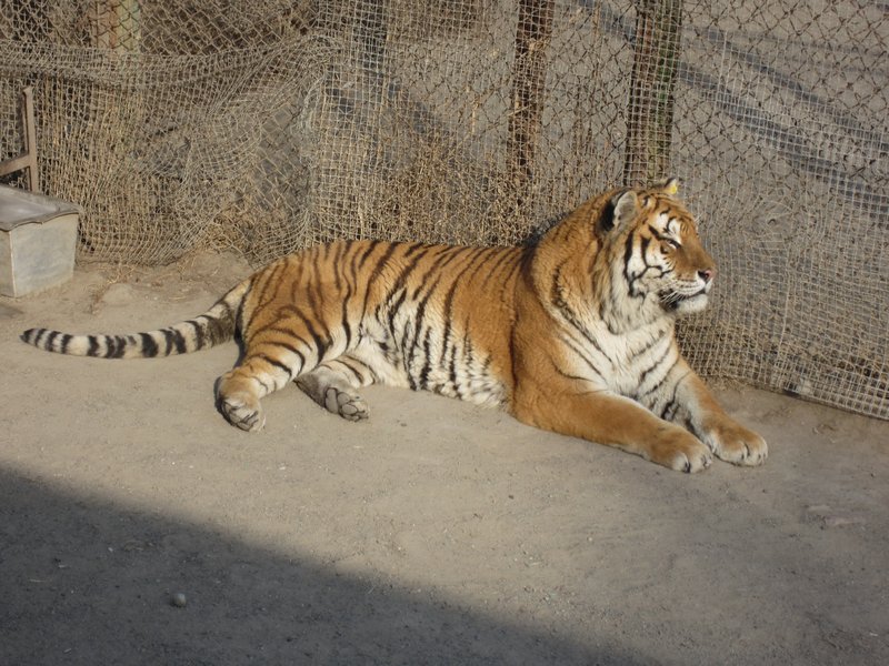 Siberian Tiger Park (59)