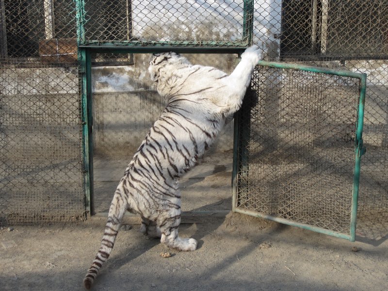 Siberian Tiger Park (64)