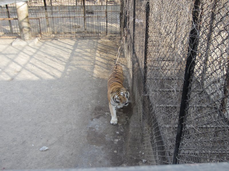 Siberian Tiger Park (66)
