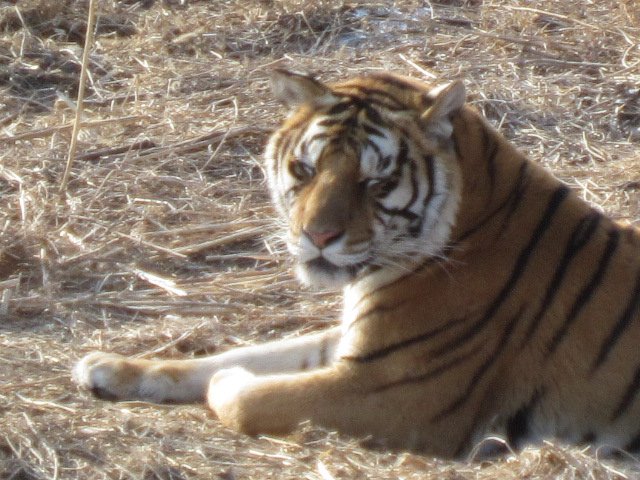 Siberian Tiger Park (101)