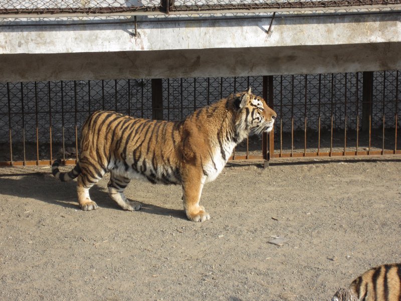 Siberian Tiger Park (68)