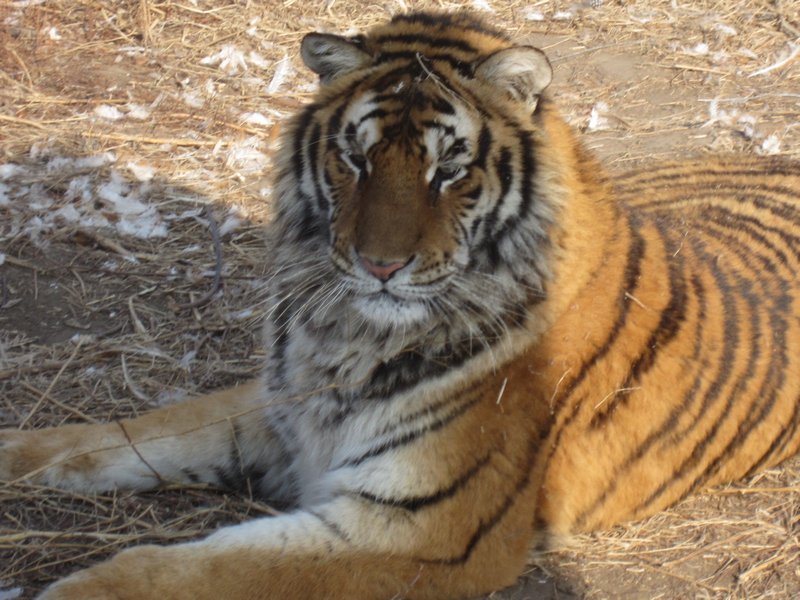 Siberian Tiger Park (103)