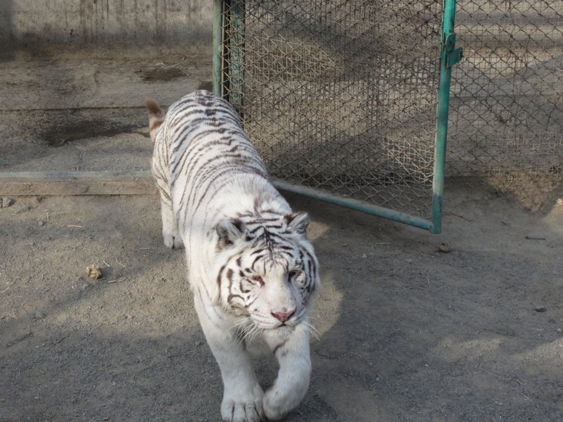 Siberian Tiger Park (83)
