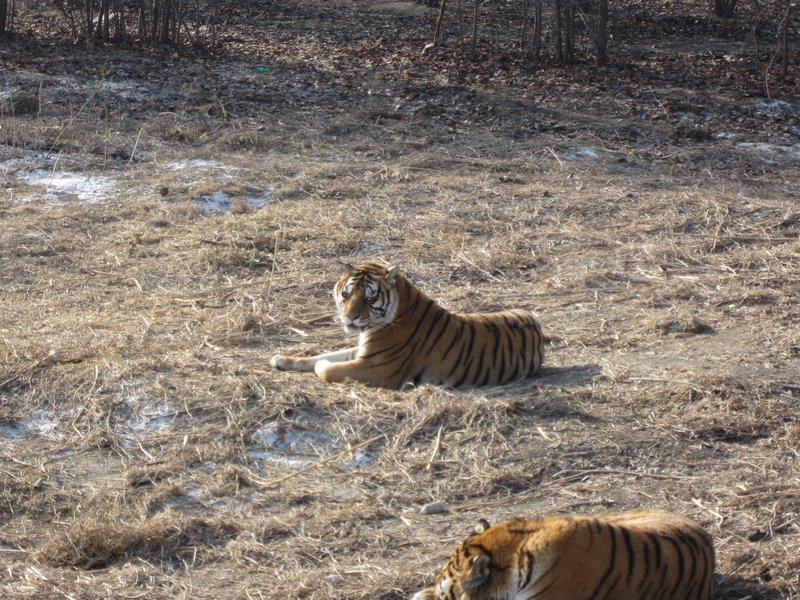 Siberian Tiger Park (17)